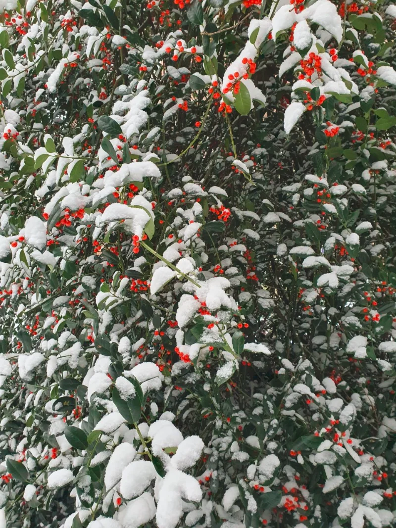 Veranstaltungsbild: Schamanischer Winterspaziergang: Die Immergrünen